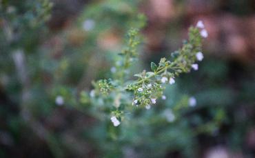 Erbe e fiori