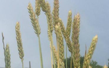 Wheat and derivatives