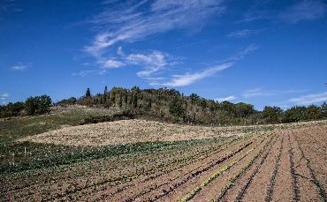 Vegetable garden